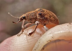 Gonipterus platensis