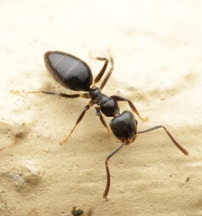 Technomyrmex albipes