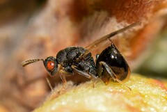 Eurytominae