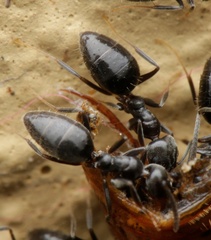 Technomyrmex albipes