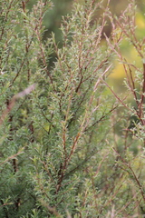 Kunzea linearis