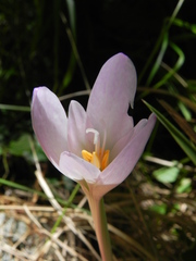 Colchicum lusitanum