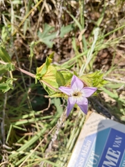 Barleria macrostegia