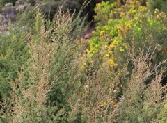 Kunzea linearis
