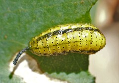 Gonipterus platensis