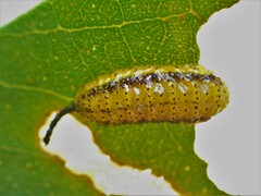 Gonipterus platensis