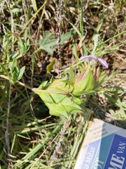 Barleria macrostegia