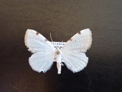 Lomographa bimaculata