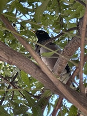 Acridotheres tristis