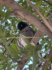 Acridotheres tristis