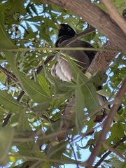 Acridotheres tristis