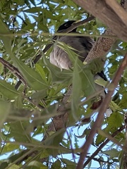 Acridotheres tristis