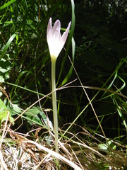 Colchicum lusitanum