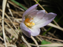 Colchicum lusitanum