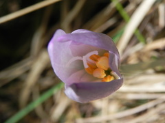 Colchicum lusitanum