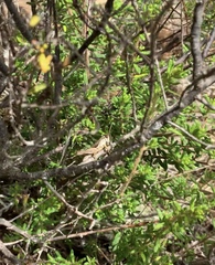 Phaulacridium marginale