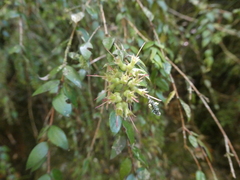 Metrosideros colensoi