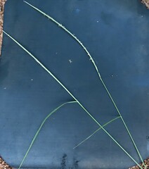 Enteropogon monostachyos africanus