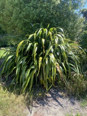 Phormium tenax