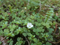 Oxalis magellanica
