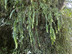 Metrosideros colensoi