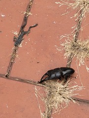 Serrognathus titanus castanicolor