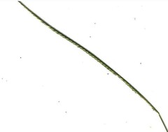 Enteropogon monostachyos africanus