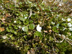 Epilobium nerteroides