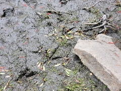 Gallirallus australis