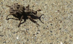 Microcerus
