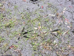 Gallirallus australis