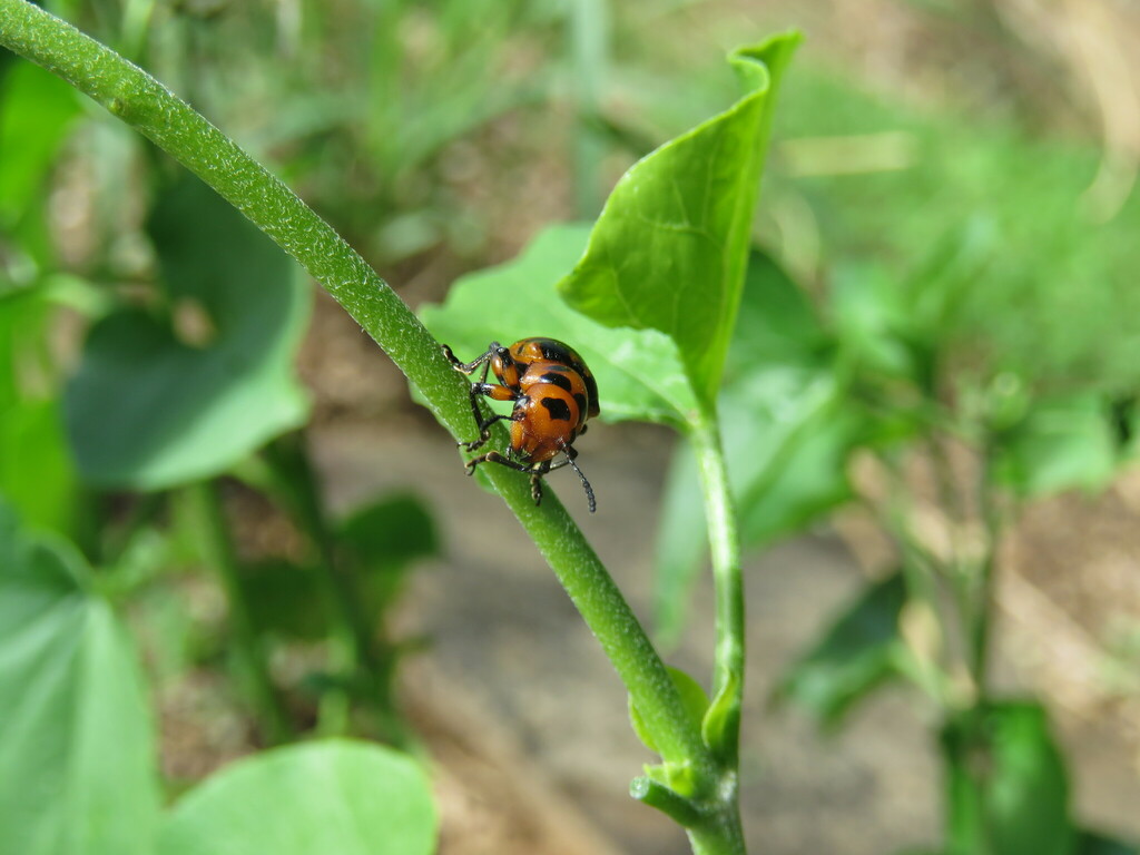 Euryope pictipennis