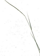 Enteropogon monostachyos africanus