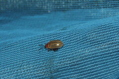 Kuschelina tenuilineata