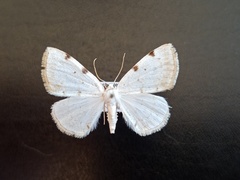 Lomographa bimaculata