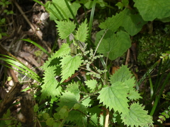 Urtica sykesii