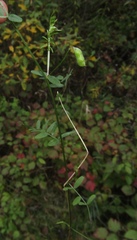 Vicia hirsuta