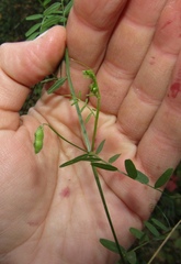 Vicia hirsuta