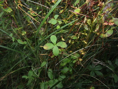 Hypericum tetrapterum