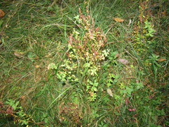 Hypericum tetrapterum