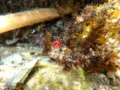 Phlyctenanthus australis