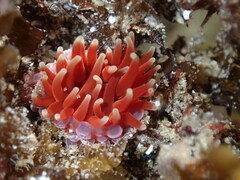 Phlyctenanthus australis