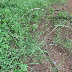 Enteropogon monostachyos africanus