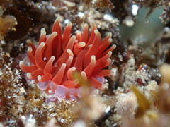 Phlyctenanthus australis