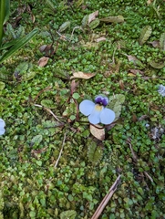Mazus radicans