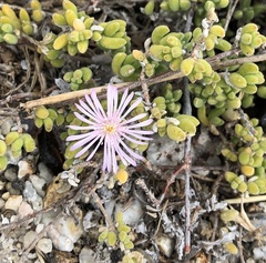 Drosanthemum candens