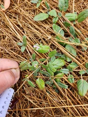 Boerhavia dominii