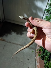 Elgaria multicarinata webbii