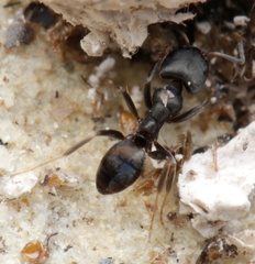 Ochetellus punctatissimus