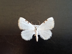 Lomographa bimaculata